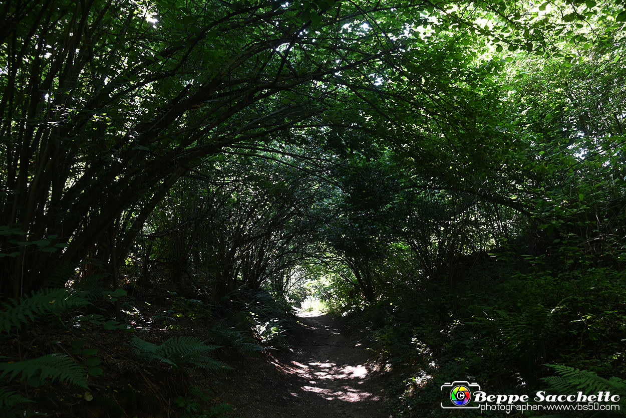 VBS_4770 - Il bosco fatato - Montaldo Roero.jpg